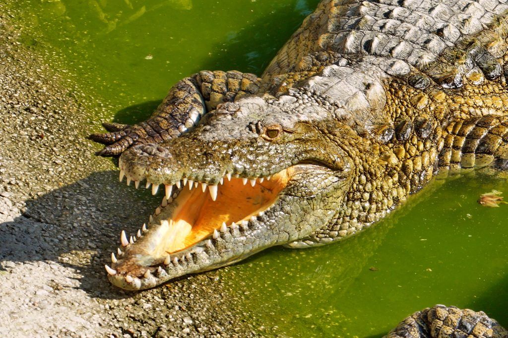 Paco Crocodile Park Torremolinos
